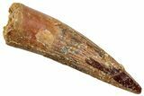 Fossil Spinosaurus Tooth - Real Dinosaur Tooth #268185-1
